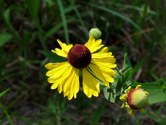 {Helenium flexuosum}